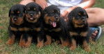 4 chiots Rottweiler - Rottweiler Mâle (2 mois)