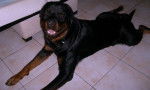 furax - Rottweiler Mâle (2 ans)