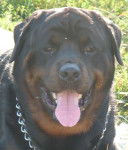 vizir - Rottweiler Mâle (6 ans)