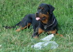 dragone - Rottweiler (2 ans)