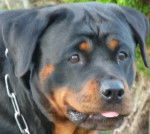 bayra - Rottweiler (4 ans)