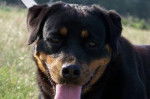 Leo - Rottweiler Mâle (4 ans)