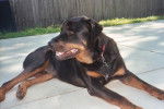 Cooper - Rottweiler Mâle (9 ans)