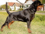 meizy - Rottweiler (11 mois)
