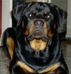 Rj - Rottweiler Mâle (2 ans)
