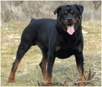 Tony - Rottweiler Mâle (3 ans)