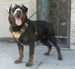 En memori de Roki - Rottweiler Mâle (12 ans)