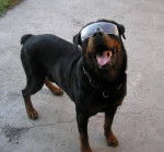 En memori de Roki - Rottweiler Mâle (12 ans)