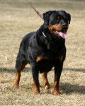 En memori de Roki - Rottweiler Mâle (12 ans)