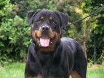 Chiara - Rottweiler (3 ans)