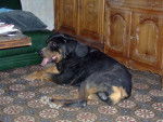snake - Rottweiler Mâle (6 mois)