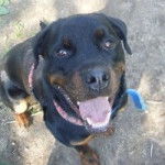 Odin - Rottweiler Mâle (5 ans)