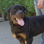 Odin - Rottweiler Mâle (5 ans)