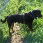 Odin - Rottweiler Mâle (5 ans)