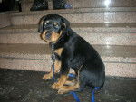 Rott - Rottweiler M&acirc;le (1 an)