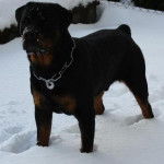 seven - Rottweiler Mâle (2 ans)