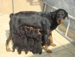 negra - Rottweiler (3 ans)