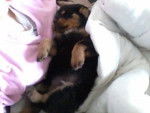 Lola, a present from my fionce :) - Rottweiler (3 mois)