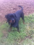 Sam - Rottweiler Mâle (2 ans)