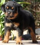 rose - Rottweiler (4 mois)