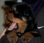 Kiko - Rottweiler Mâle (1 mois)