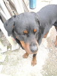 Asia - Rottweiler (6 ans)