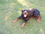 Wanda - Rottweiler (12 ans)