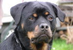 rotini - Rottweiler Mâle (6 mois)