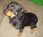 Buddy - Rottweiler Mâle (1 an)