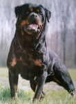 Tyler - Rottweiler Mâle (6 ans)