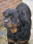 kai - Rottweiler Mâle (9 ans)