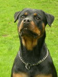 caya - Rottweiler (4 ans)