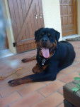 Drack von quellen der deome - Rottweiler Mâle (2 ans)