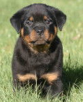 Jim - Rottweiler Mâle (4 mois)