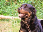Sacha - Rottweiler Mâle (8 ans)