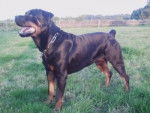 rototo - Rottweiler Mâle (3 ans)