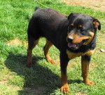 Titan - Rottweiler Mâle (1 an)