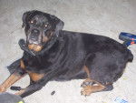 olga - Rottweiler (11 ans)