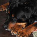 Bouba - Rottweiler Mâle (10 mois)