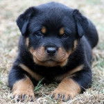 spike - Rottweiler Mâle (3 mois)