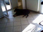 tanya - Rottweiler (3 mois)