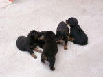chiots - Rottweiler