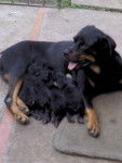 chiots - Rottweiler