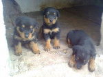 chiots - Rottweiler