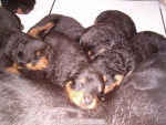 chiots - Rottweiler