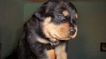 Lady - Rottweiler (1 an)