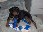 domino - Rottweiler Mâle (10 mois)