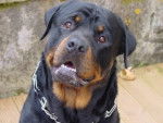 guns - Rottweiler M&acirc;le (2 ans)
