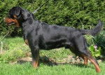 apie - Rottweiler Mâle (6 mois)
