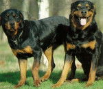 apie et dacot - Rottweiler Mâle (2 ans)